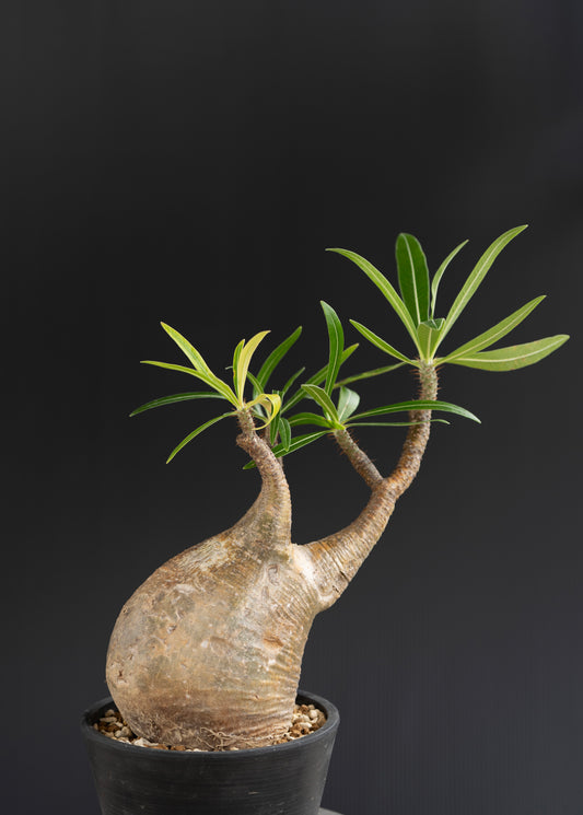 パキポディウム・グラキリス No.003|Pachypodium rosulatum var. gracilius