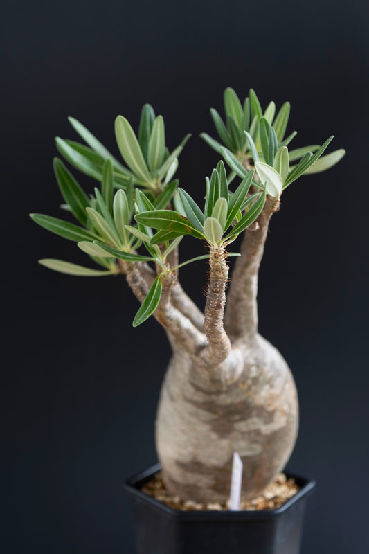 パキポディウム・グラキリス No.004|Pachypodium rosulatum var. gracilius