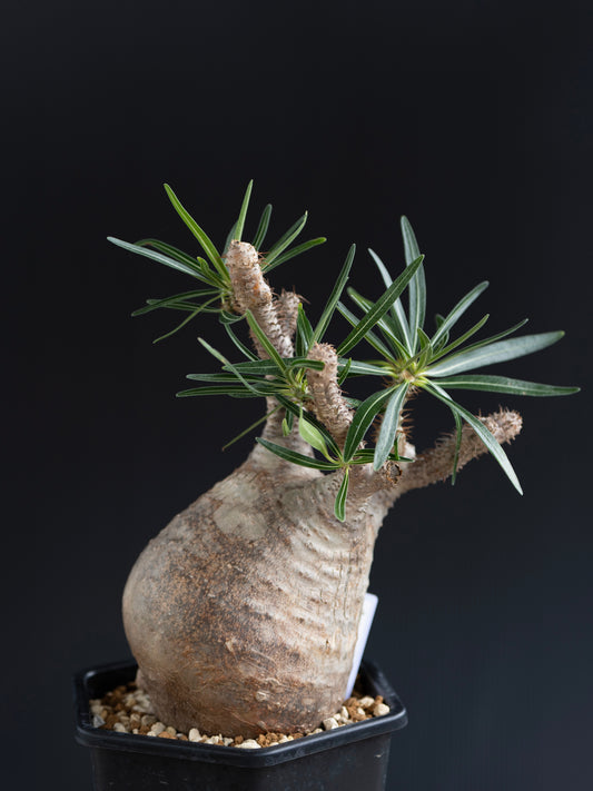パキポディウム・グラキリス No.005|Pachypodium rosulatum var. gracilius