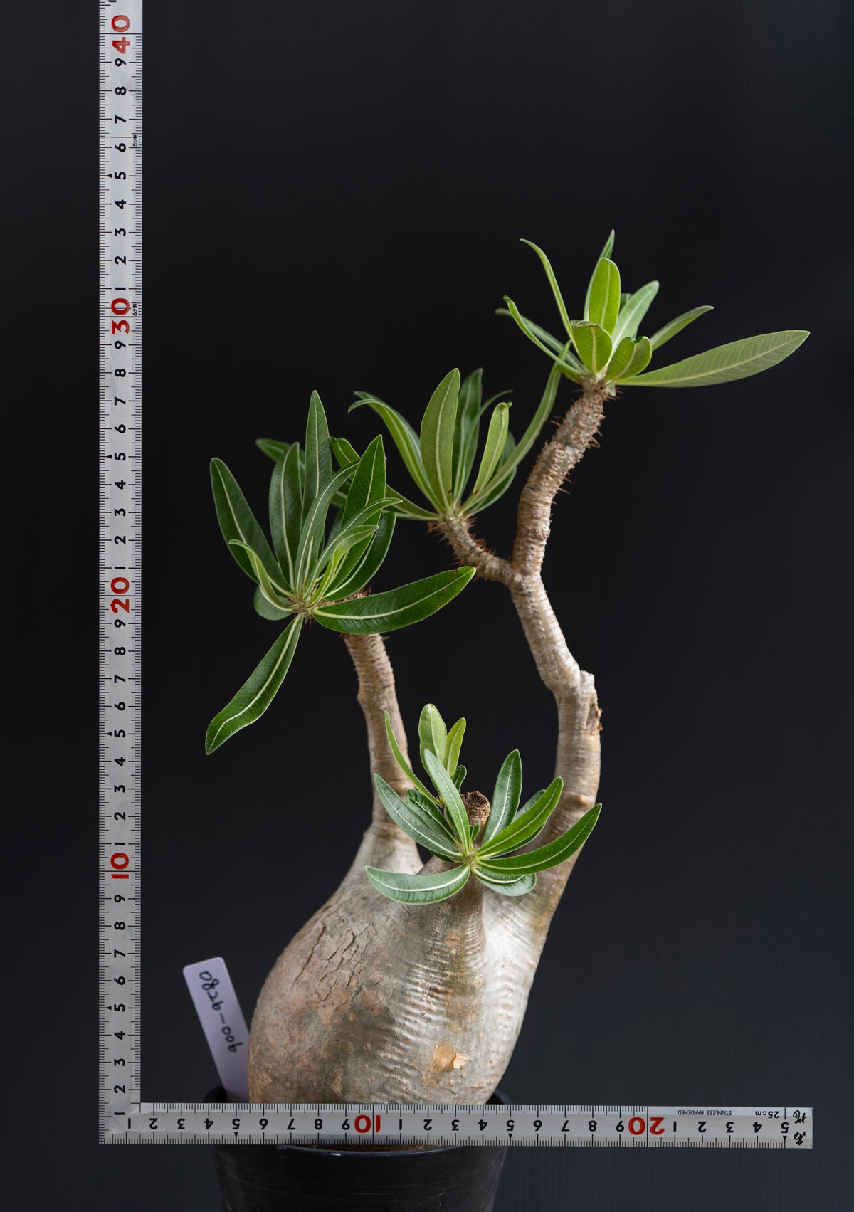 パキポディウム・グラキリス No.006|Pachypodium rosulatum var. gracilius