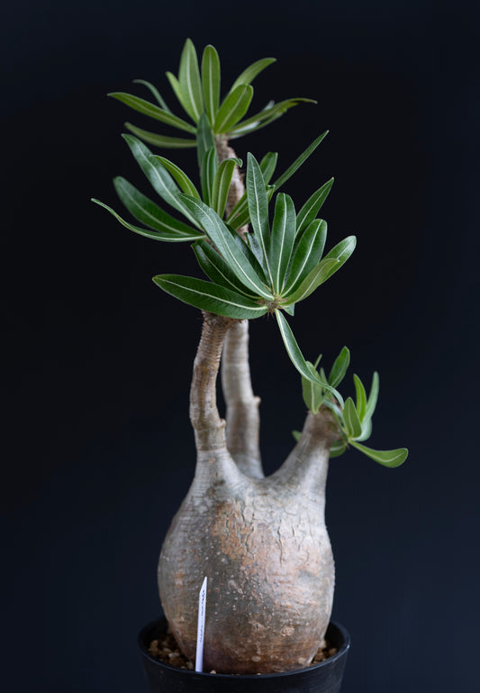 パキポディウム・グラキリス No.006|Pachypodium rosulatum var. gracilius