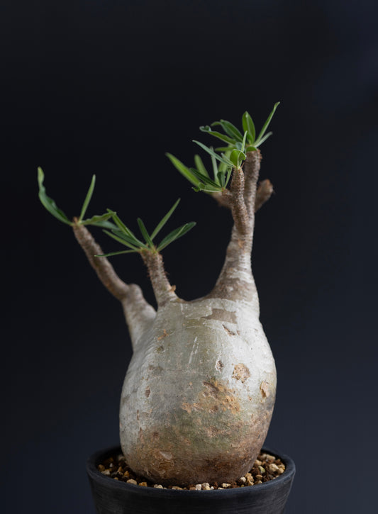 パキポディウム・グラキリス No.007|Pachypodium rosulatum var. gracilius