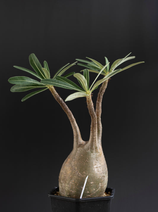 パキポディウム・グラキリス No.009|Pachypodium rosulatum var. gracilius