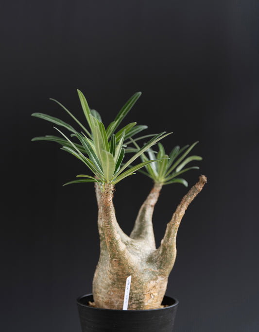 パキポディウム・グラキリス No.010|Pachypodium rosulatum var. gracilius