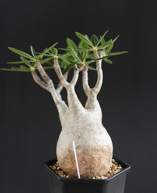 パキポディウム・グラキリス No.011|Pachypodium rosulatum var. gracilius