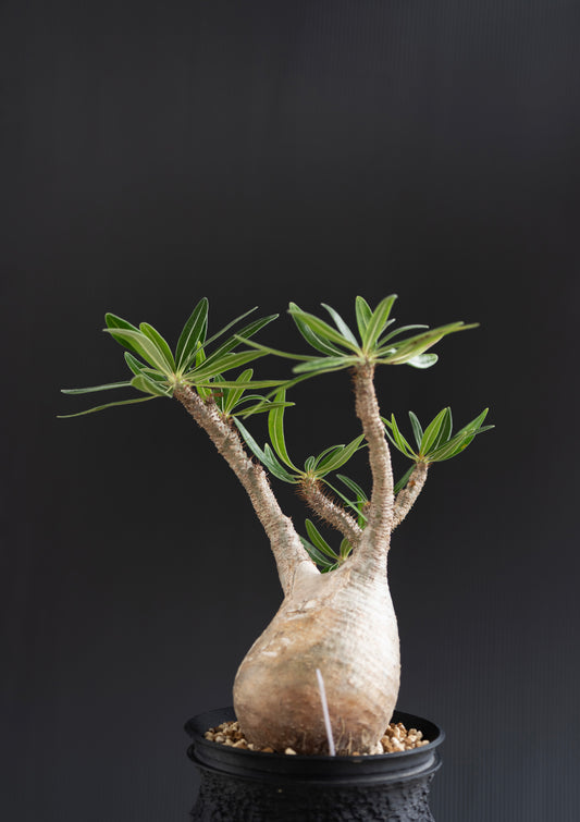 パキポディウム・グラキリス No.012|Pachypodium rosulatum var. gracilius