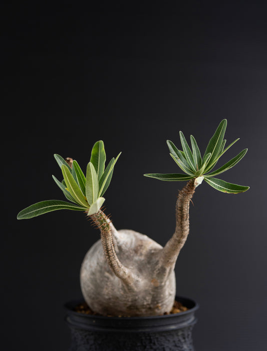 パキポディウム・グラキリス No.015|Pachypodium rosulatum var. gracilius