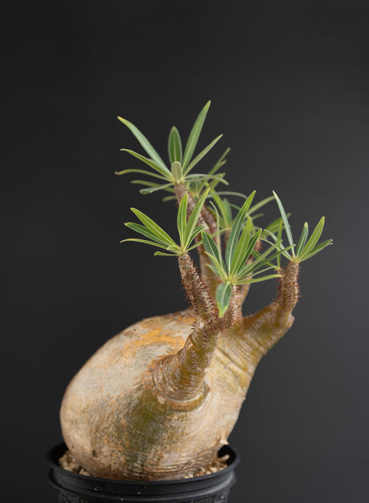パキポディウム・グラキリス No.017|Pachypodium rosulatum var. gracilius