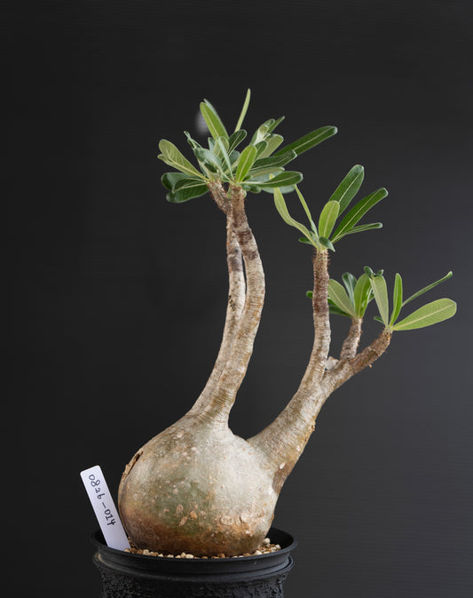 パキポディウム・グラキリス No.014|Pachypodium rosulatum var. gracilius
