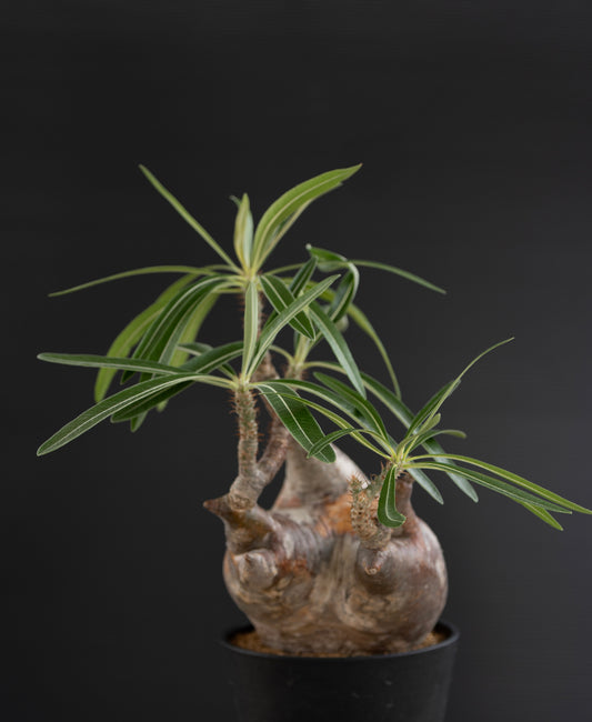 パキポディウム・グラキリス No.019|Pachypodium rosulatum var. gracilius