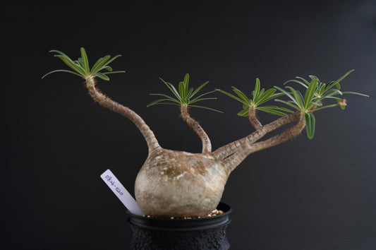 パキポディウム・グラキリス No.020|Pachypodium rosulatum var. gracilius
