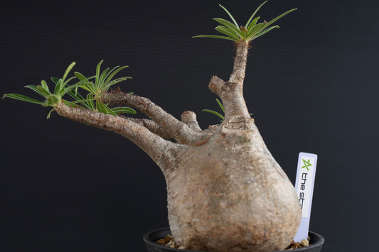 パキポディウム・グラキリス No.018|Pachypodium rosulatum var. gracilius
