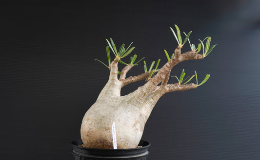 パキポディウム・グラキリス No.016|Pachypodium rosulatum var. gracilius