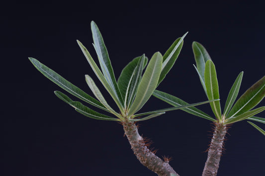 パキポディウム・グラキリス No.021|Pachypodium rosulatum var. gracilius