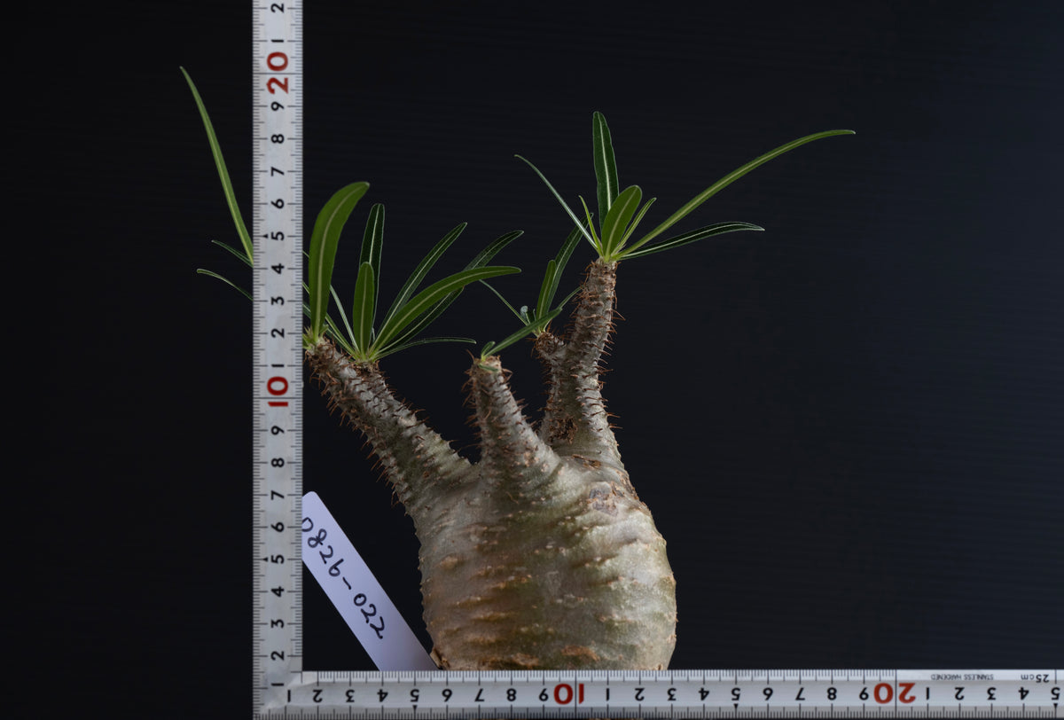 パキポディウム・グラキリス No.022|Pachypodium rosulatum var. gracilius
