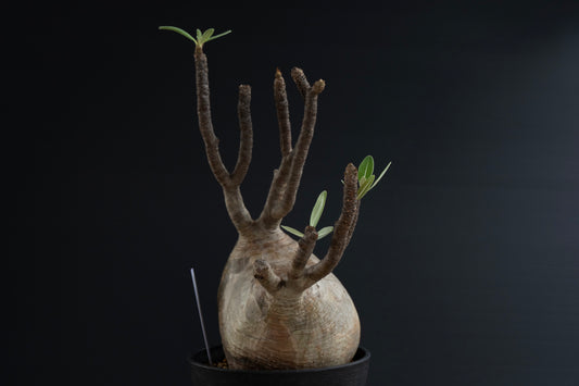 パキポディウム・グラキリス No.025|Pachypodium rosulatum var. graciliu