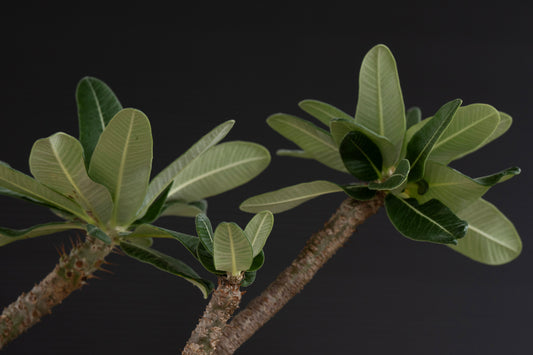 パキポディウム・グラキリス No.024|Pachypodium rosulatum var. graciliu