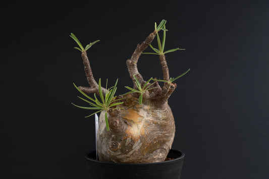 パキポディウム・グラキリス No.026|Pachypodium rosulatum var. graciliu