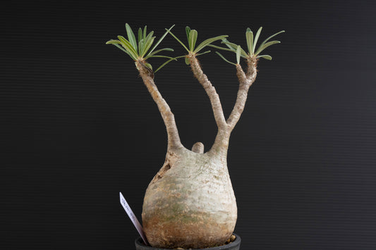 パキポディウム・グラキリス No.031|Pachypodium rosulatum var. graciliu