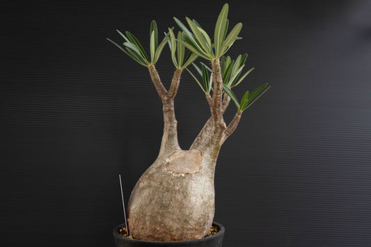 パキポディウム・グラキリス No.027|Pachypodium rosulatum var. graciliu