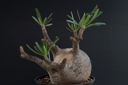 パキポディウム・グラキリス No.030|Pachypodium rosulatum var. graciliu