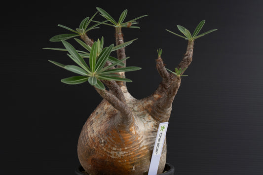 パキポディウム・グラキリス No.029|Pachypodium rosulatum var. graciliu