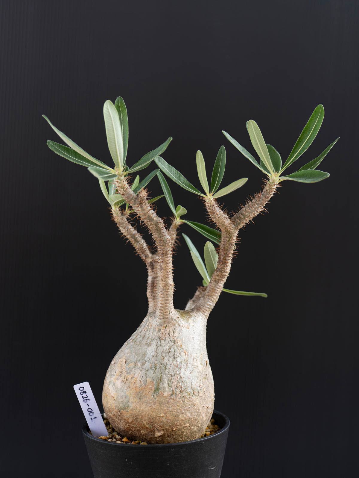 パキポディウム・グラキリス No.001｜Pachypodium rosulatum var. gracilius
