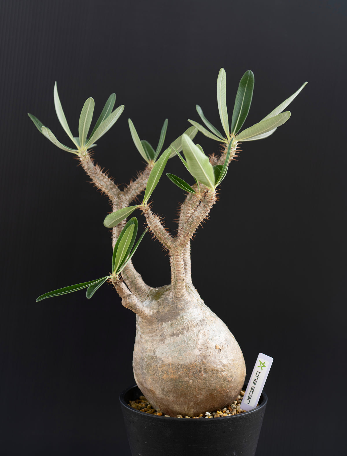 パキポディウム・グラキリス No.001｜Pachypodium rosulatum var. gracilius