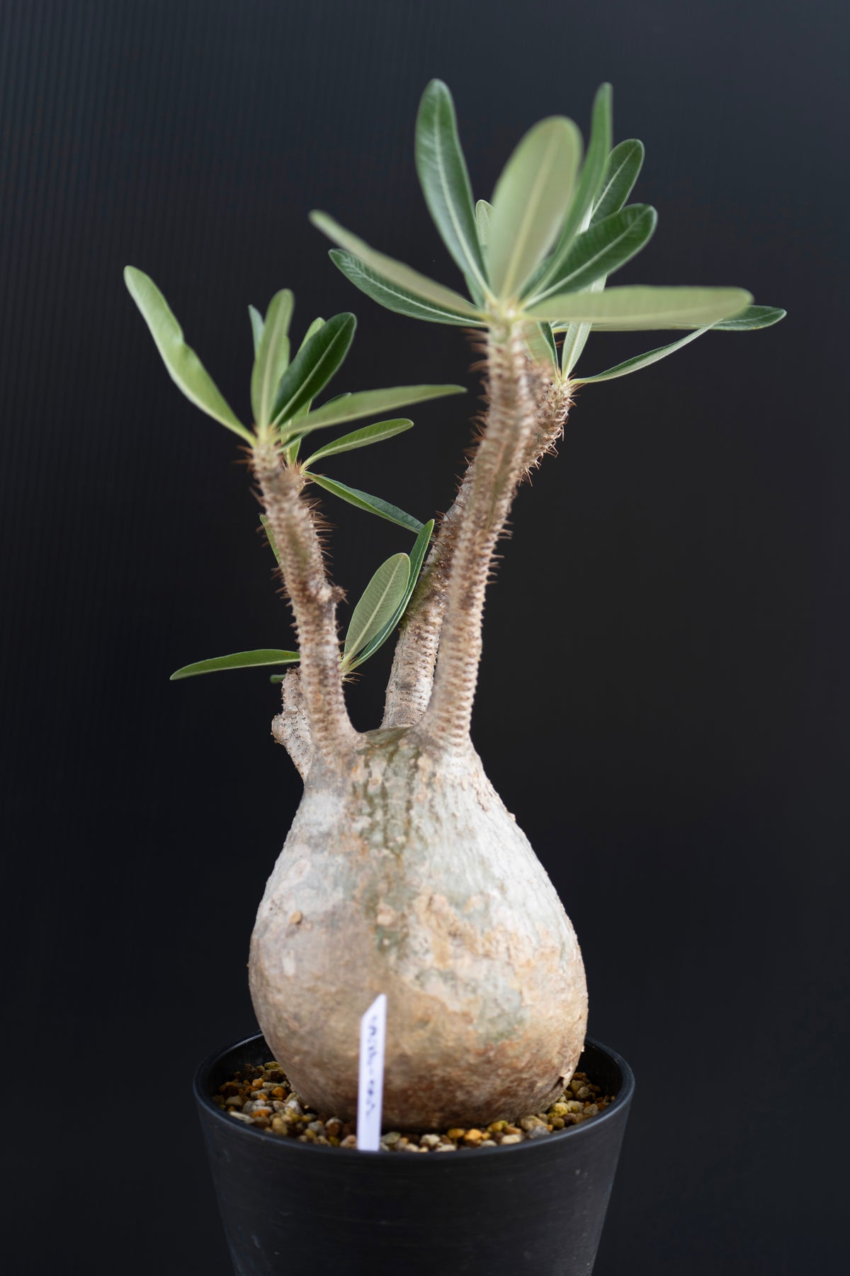 パキポディウム・グラキリス No.001｜Pachypodium rosulatum var. gracilius