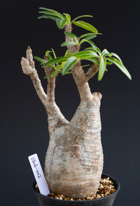 パキポディウム・グラキリス No.002｜Pachypodium rosulatum var. gracilius