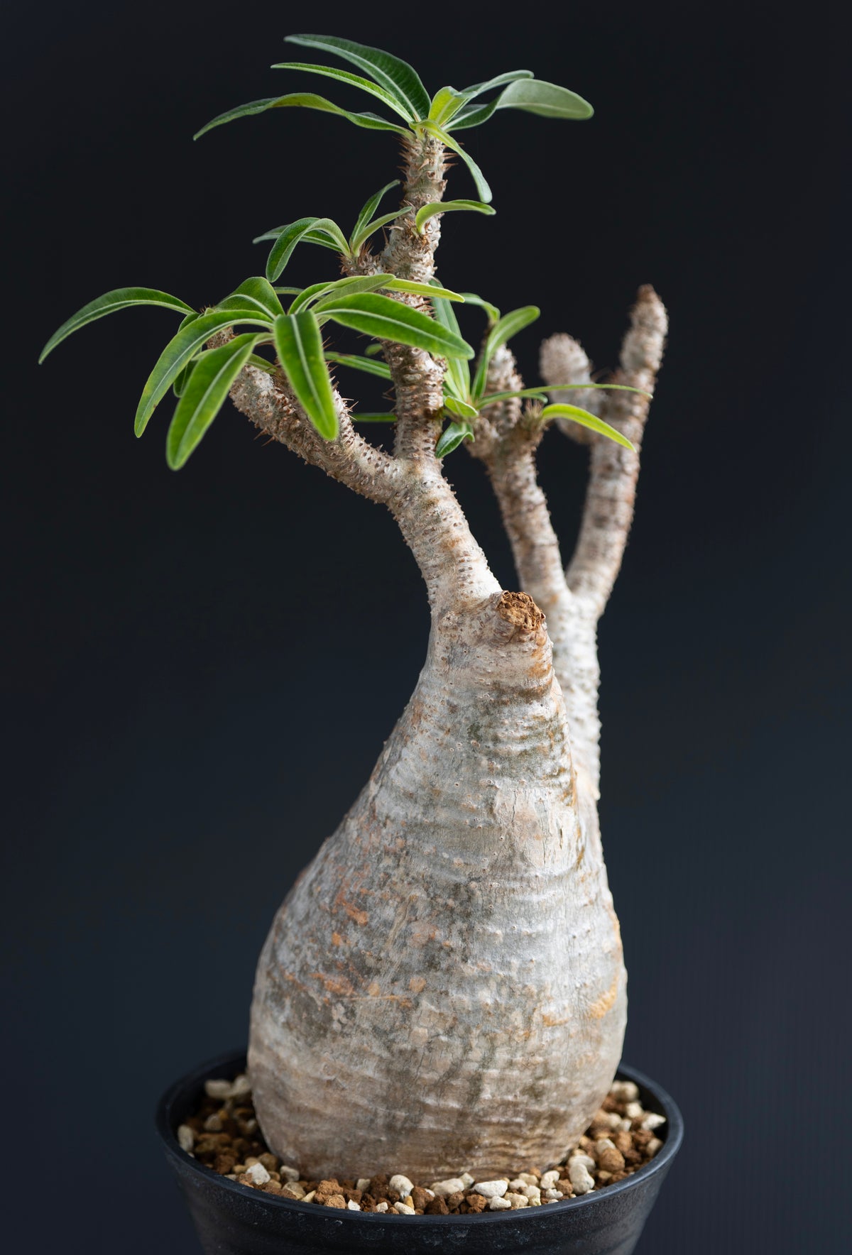 パキポディウム・グラキリス No.002｜Pachypodium rosulatum var. gracilius