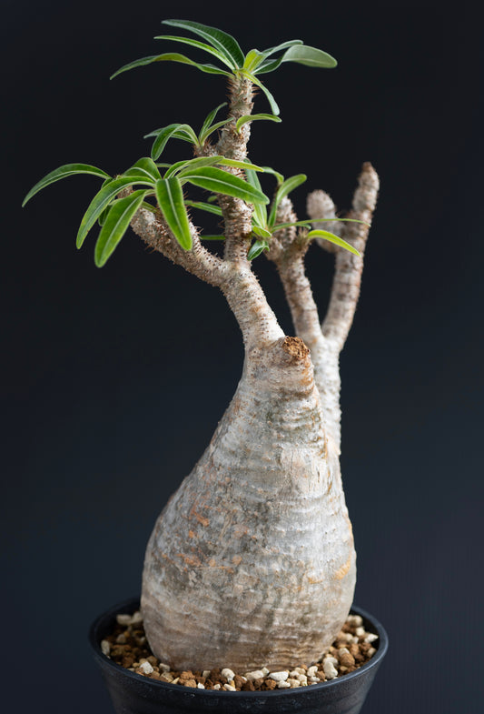 パキポディウム・グラキリス No.002｜Pachypodium rosulatum var. gracilius