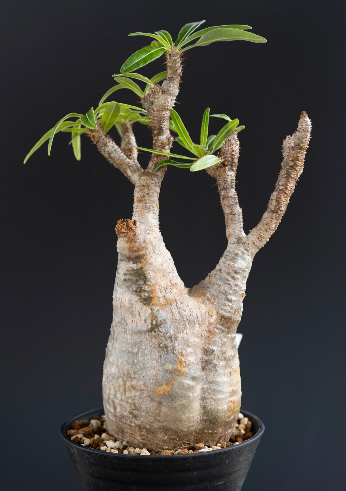 パキポディウム・グラキリス No.002｜Pachypodium rosulatum var. gracilius