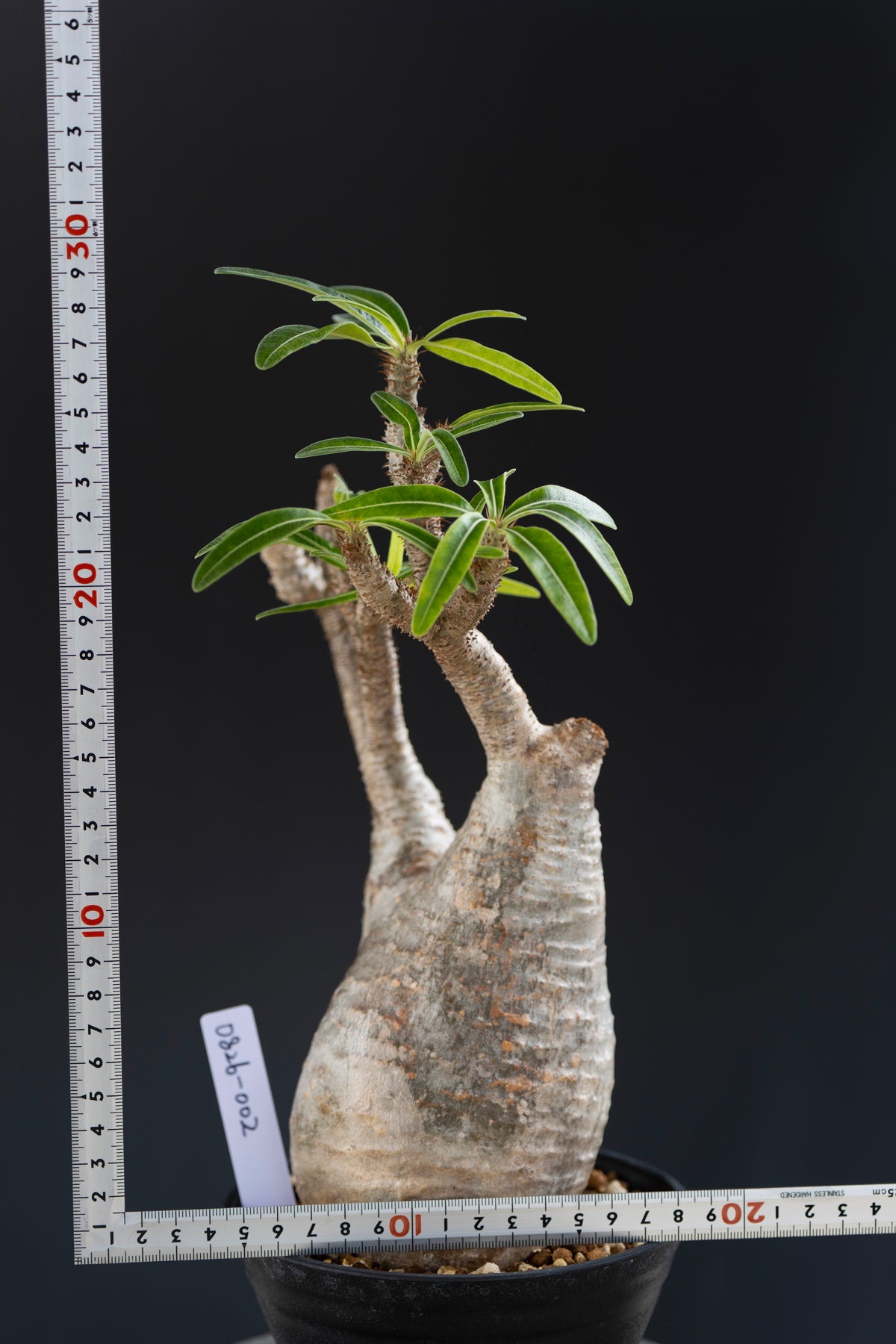 パキポディウム・グラキリス No.002｜Pachypodium rosulatum var. gracilius