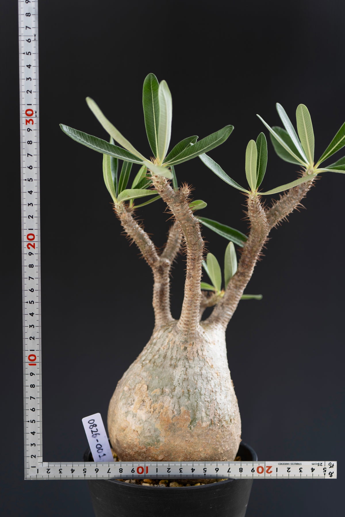 パキポディウム・グラキリス No.001｜Pachypodium rosulatum var. gracilius