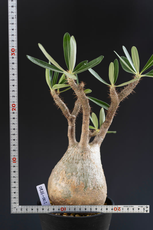 パキポディウム・グラキリス No.001｜Pachypodium rosulatum var. gracilius