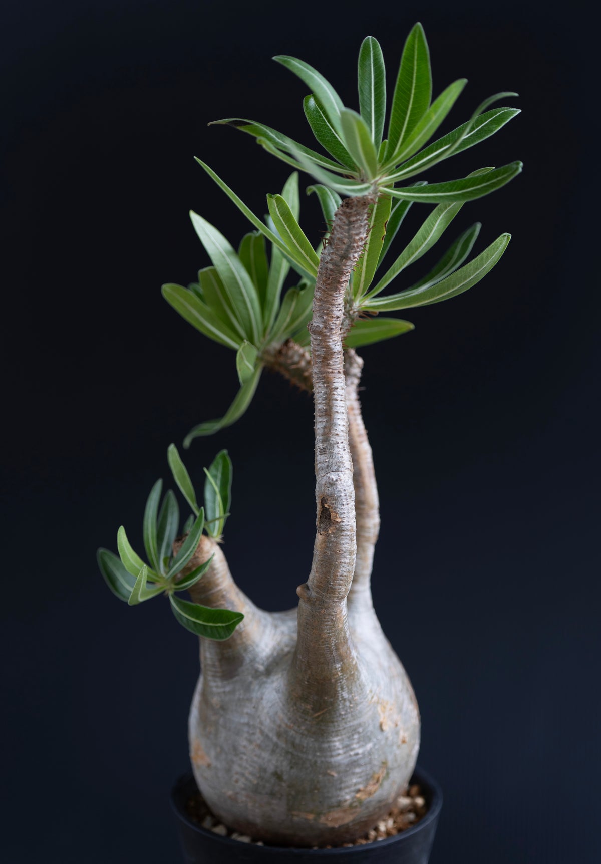 パキポディウム・グラキリス No.006｜Pachypodium rosulatum var. gracilius