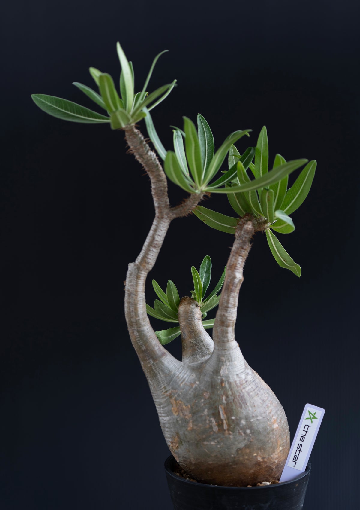 パキポディウム・グラキリス No.006｜Pachypodium rosulatum var. gracilius