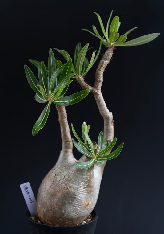 パキポディウム・グラキリス No.006｜Pachypodium rosulatum var. gracilius