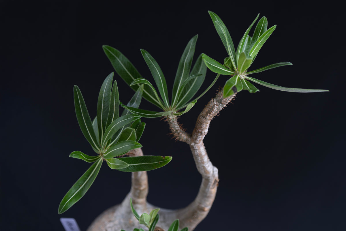 パキポディウム・グラキリス No.006｜Pachypodium rosulatum var. gracilius