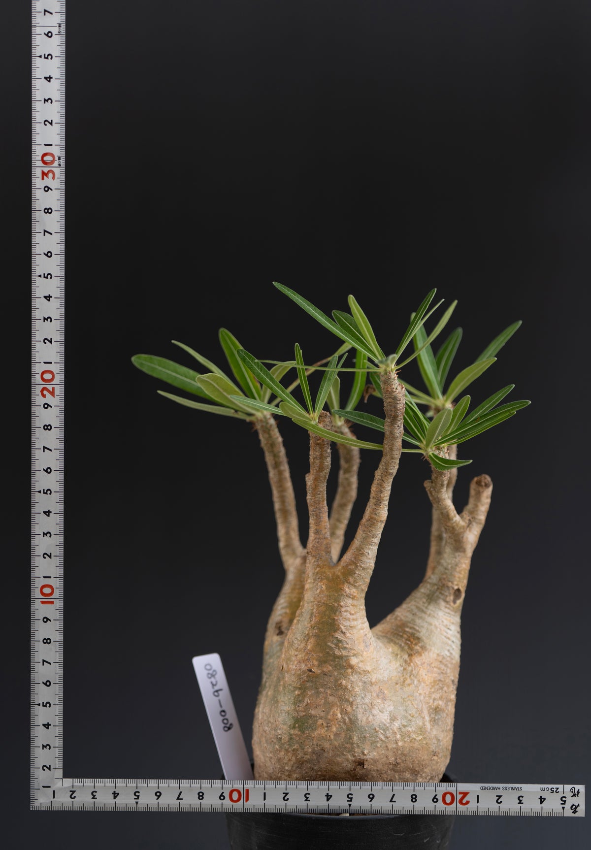 パキポディウム・グラキリス No.008｜Pachypodium rosulatum var. gracilius