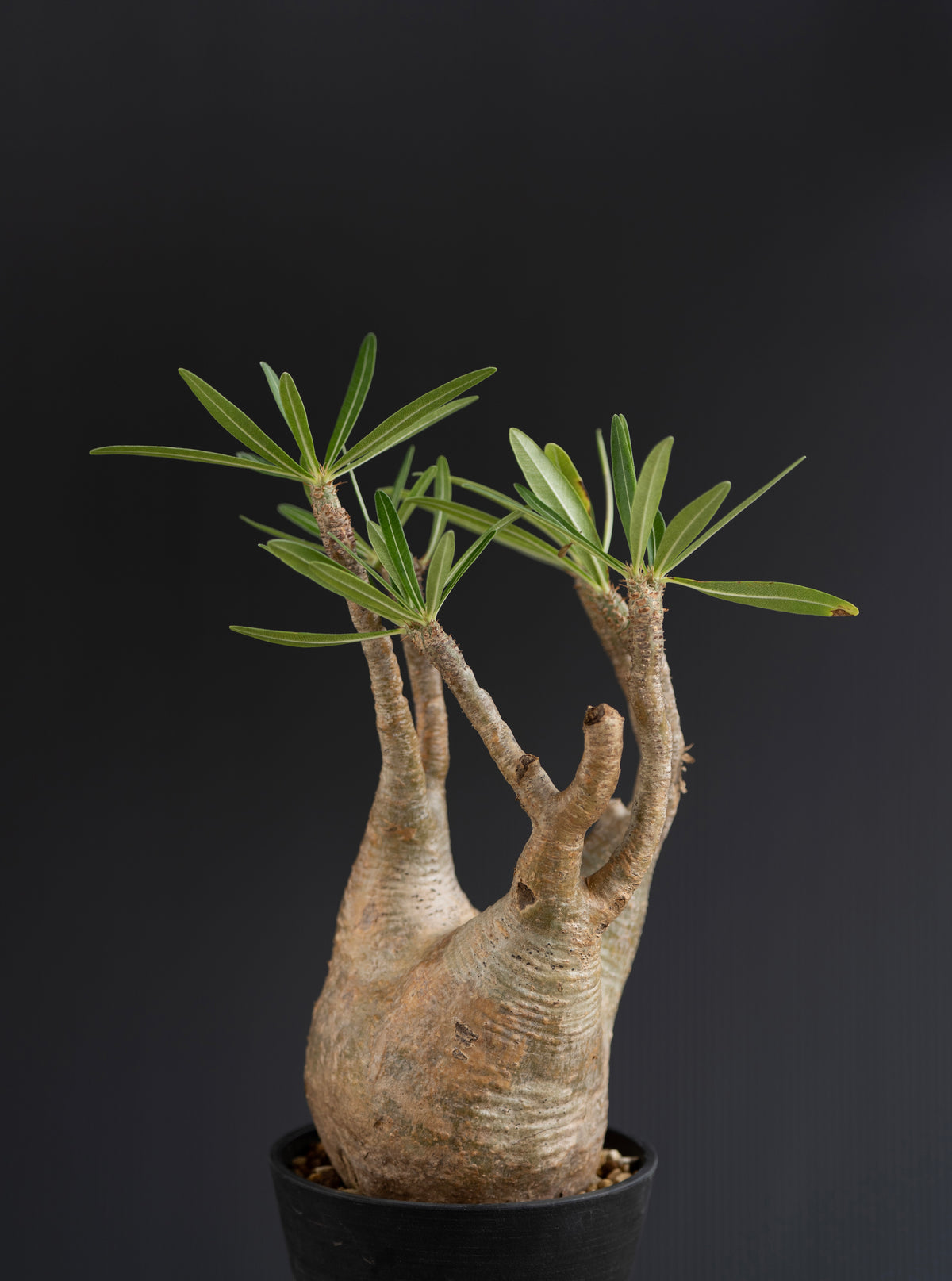 パキポディウム・グラキリス No.008｜Pachypodium rosulatum var. gracilius