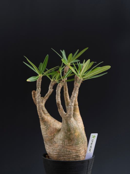 パキポディウム・グラキリス No.008｜Pachypodium rosulatum var. gracilius