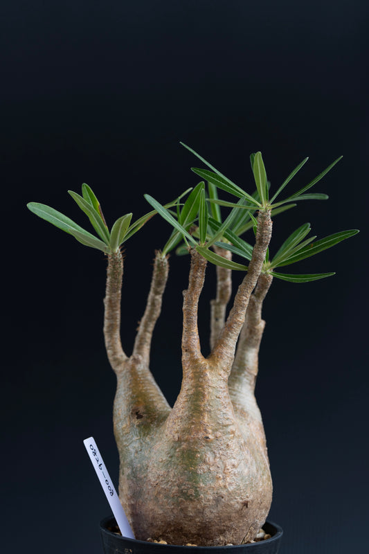 パキポディウム・グラキリス No.008｜Pachypodium rosulatum var. gracilius