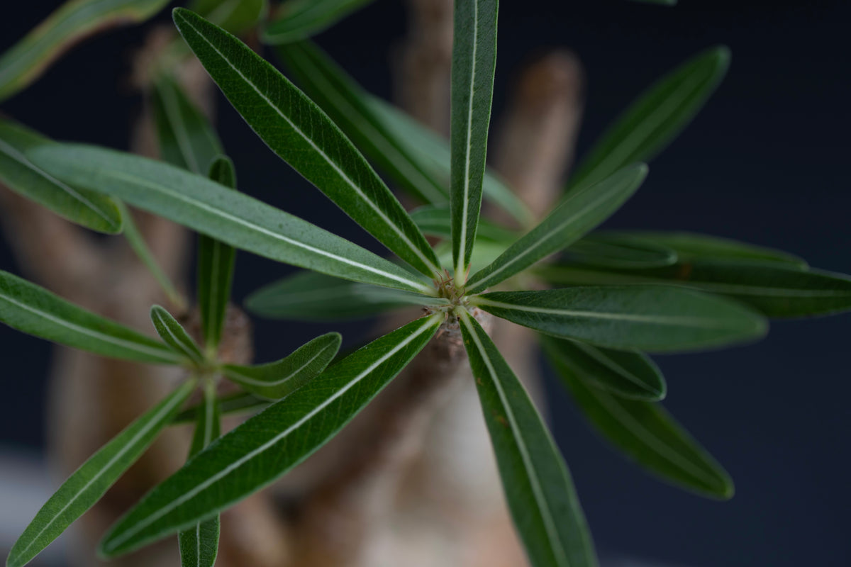 パキポディウム・グラキリス No.008｜Pachypodium rosulatum var. gracilius