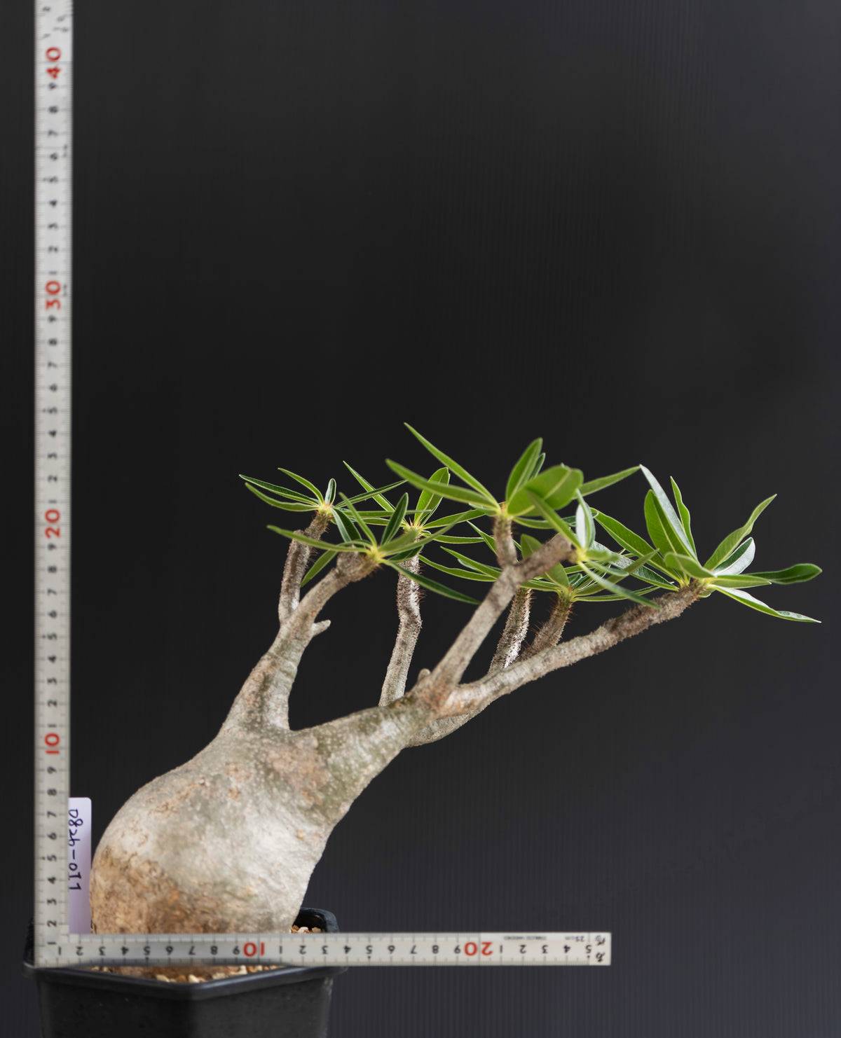 パキポディウム・グラキリス No.011｜Pachypodium rosulatum var. gracilius