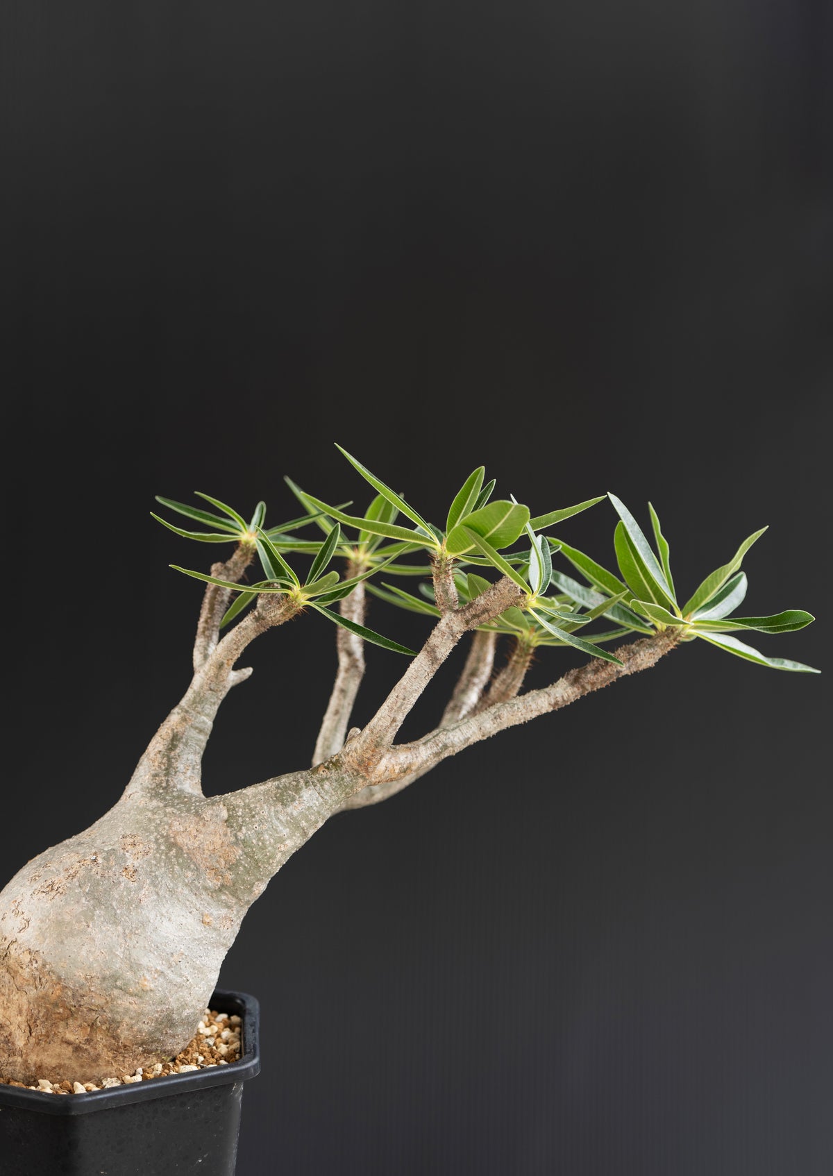 パキポディウム・グラキリス No.011｜Pachypodium rosulatum var. gracilius