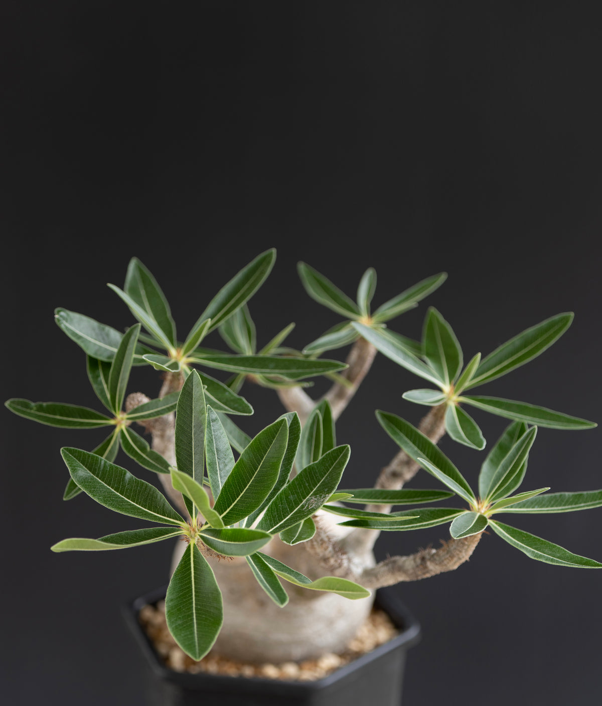 パキポディウム・グラキリス No.011｜Pachypodium rosulatum var. gracilius