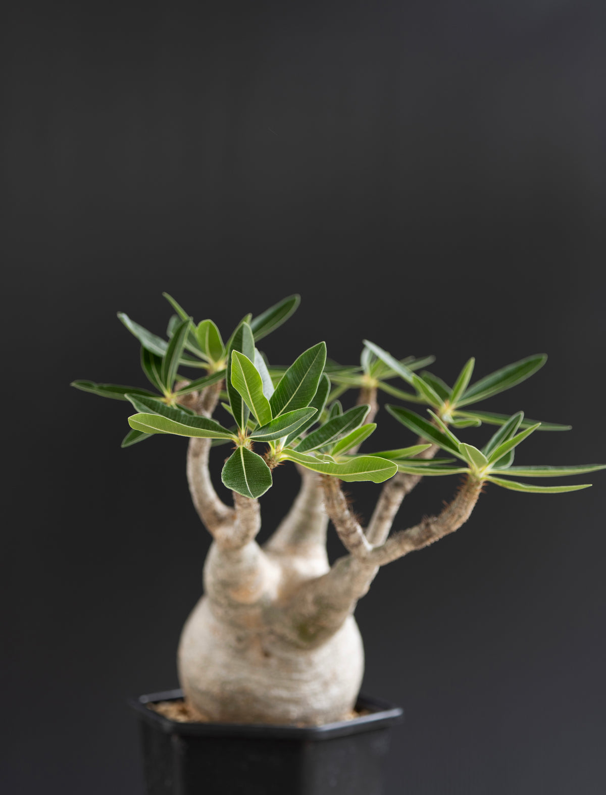 パキポディウム・グラキリス No.011｜Pachypodium rosulatum var. gracilius