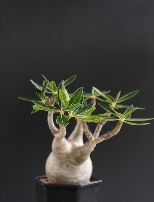 パキポディウム・グラキリス No.011｜Pachypodium rosulatum var. gracilius